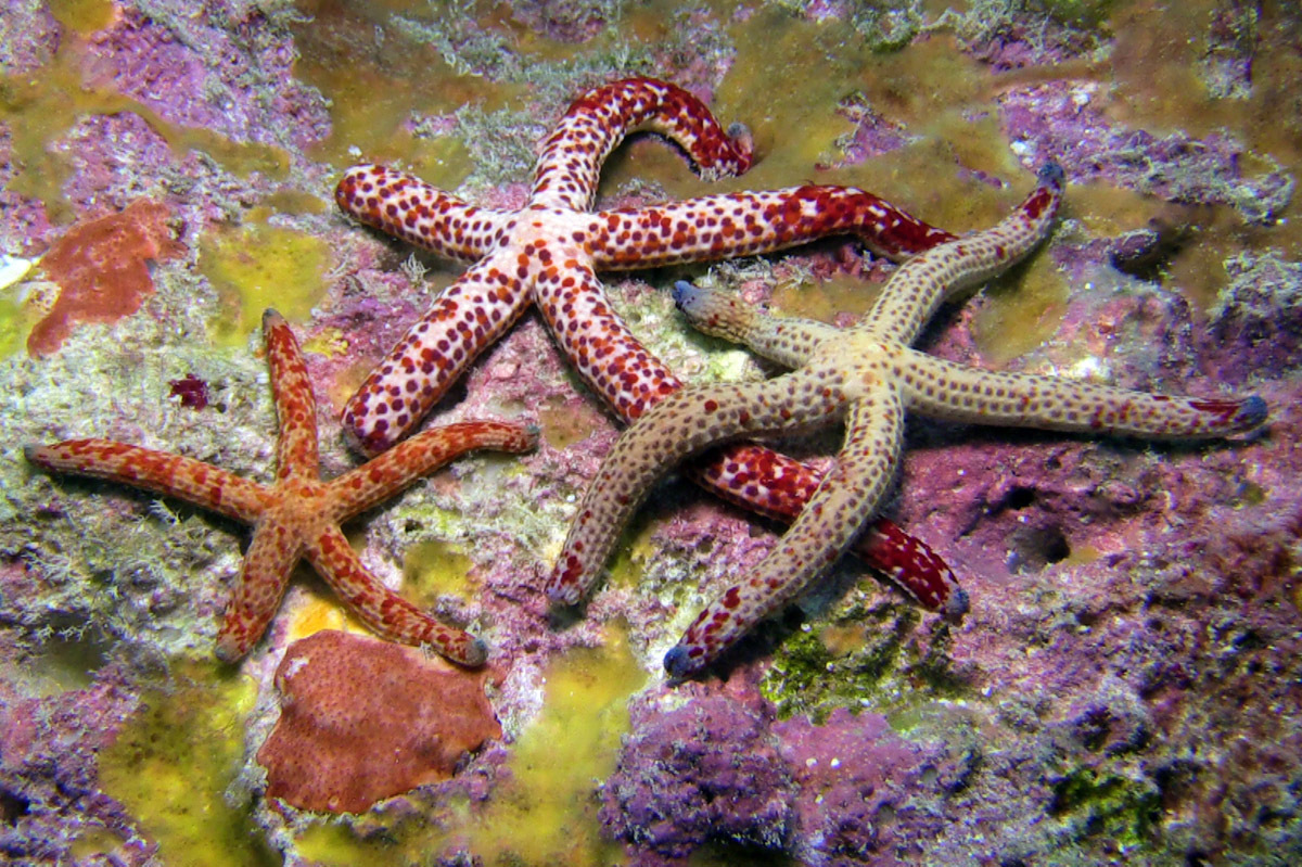 Mottled Sea Star